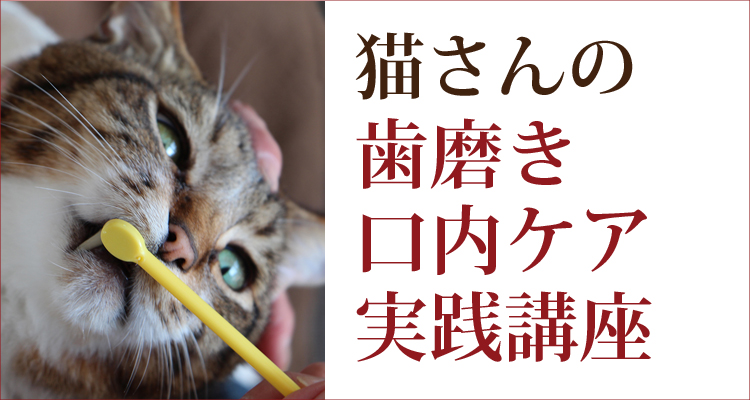 猫さんの歯磨き・口内ケア実践講座